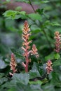 Ivy broomrape Orobanche hederae, flowering stalks with creamy-white snapdragon-like flowers